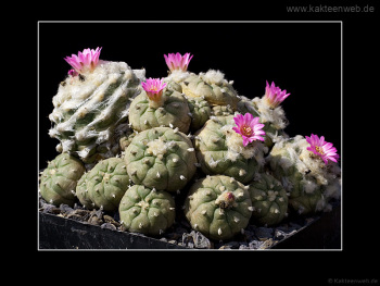 Lophophora jourdaniana
