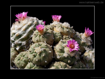 Lophophora jourdaniana
