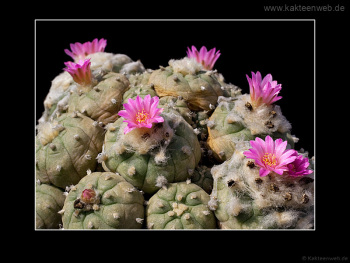 Lophophora jourdaniana
