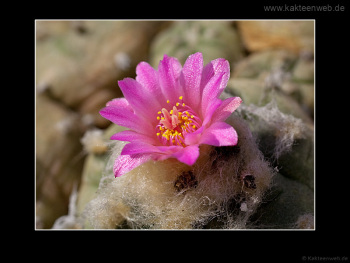 Lophophora jourdaniana