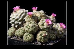 Lophophora jourdaniana