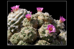 Lophophora jourdaniana