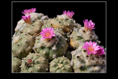 Lophophora jourdaniana