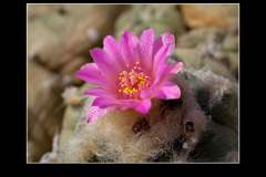Lophophora jourdaniana