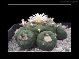 Lophophora williamsii var. koehresii