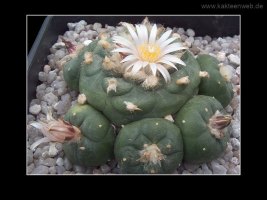 Lophophora williamsii var. koehresii
