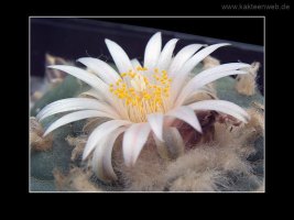Lophophora williamsii var. koehresii