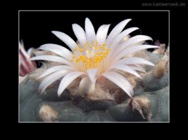 Lophophora williamsii var. koehresii