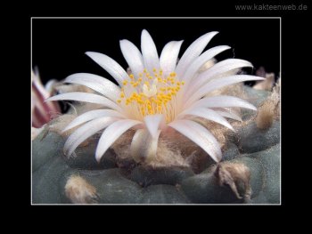 Lophophora williamsii var. koehresii