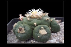 Lophophora williamsii var. koehresii