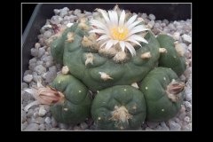 Lophophora williamsii var. koehresii