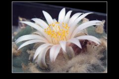 Lophophora williamsii var. koehresii