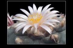 Lophophora williamsii var. koehresii