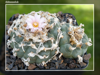 Lophophora williamsii var. texana Lophophora williamsii var. texana