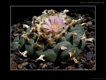Lophophora williamsii var. texana Lophophora williamsii var. texana