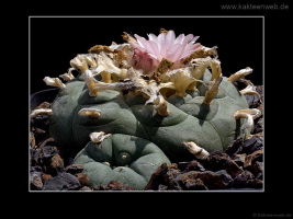 Lophophora williamsii var. texana