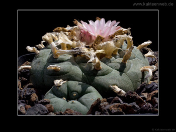 Lophophora williamsii var. texana Lophophora williamsii var. texana