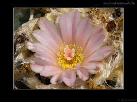 Lophophora williamsii var. texana