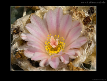 Lophophora williamsii var. texana Lophophora williamsii var. texana