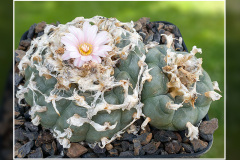 Lophophora williamsii var. texana