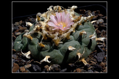 Lophophora williamsii var. texana