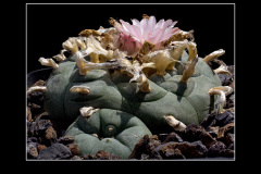 Lophophora williamsii var. texana