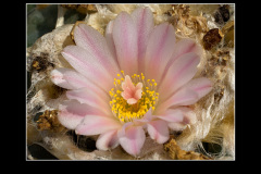Lophophora williamsii var. texana