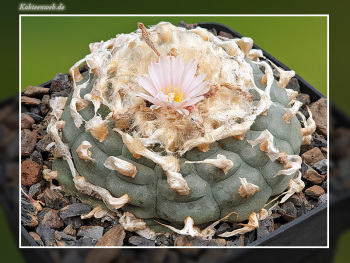 Lophophora williamsii