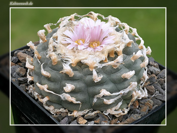 Lophophora williamsii