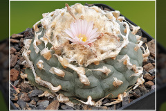 Lophophora williamsii