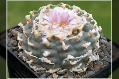 Lophophora williamsii
