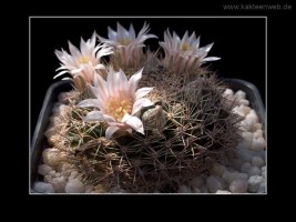 Mammillaria applanata