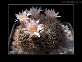 Mammillaria applanata Mammillaria applanata