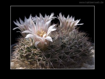 Mammillaria applanata Mammillaria applanata