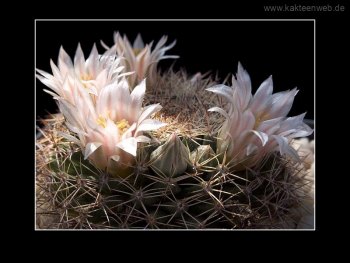 Mammillaria applanata Mammillaria applanata