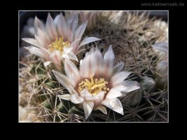 Mammillaria applanata