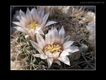 Mammillaria applanata Mammillaria applanata