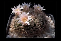 Mammillaria applanata