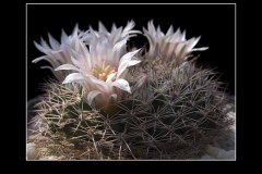 Mammillaria applanata