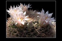 Mammillaria applanata