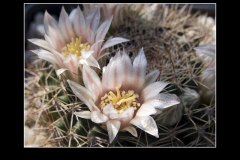 Mammillaria applanata