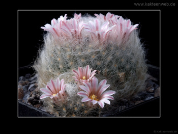 Mammillaria aureilanata