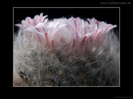 Mammillaria aureilanata
