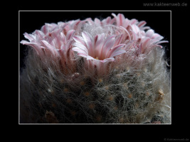 Mammillaria aureilanata