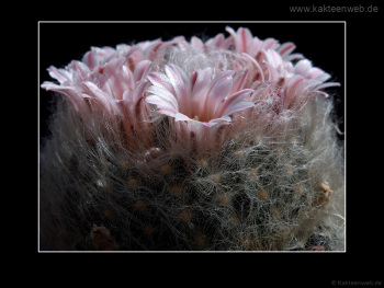 Mammillaria aureilanata