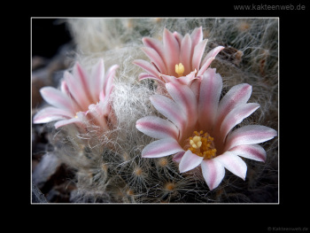 Mammillaria aureilanata