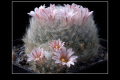 Mammillaria aureilanata
