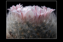 Mammillaria aureilanata