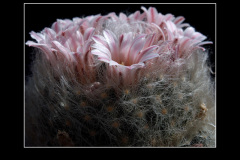 Mammillaria aureilanata