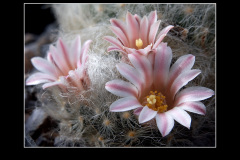 Mammillaria aureilanata